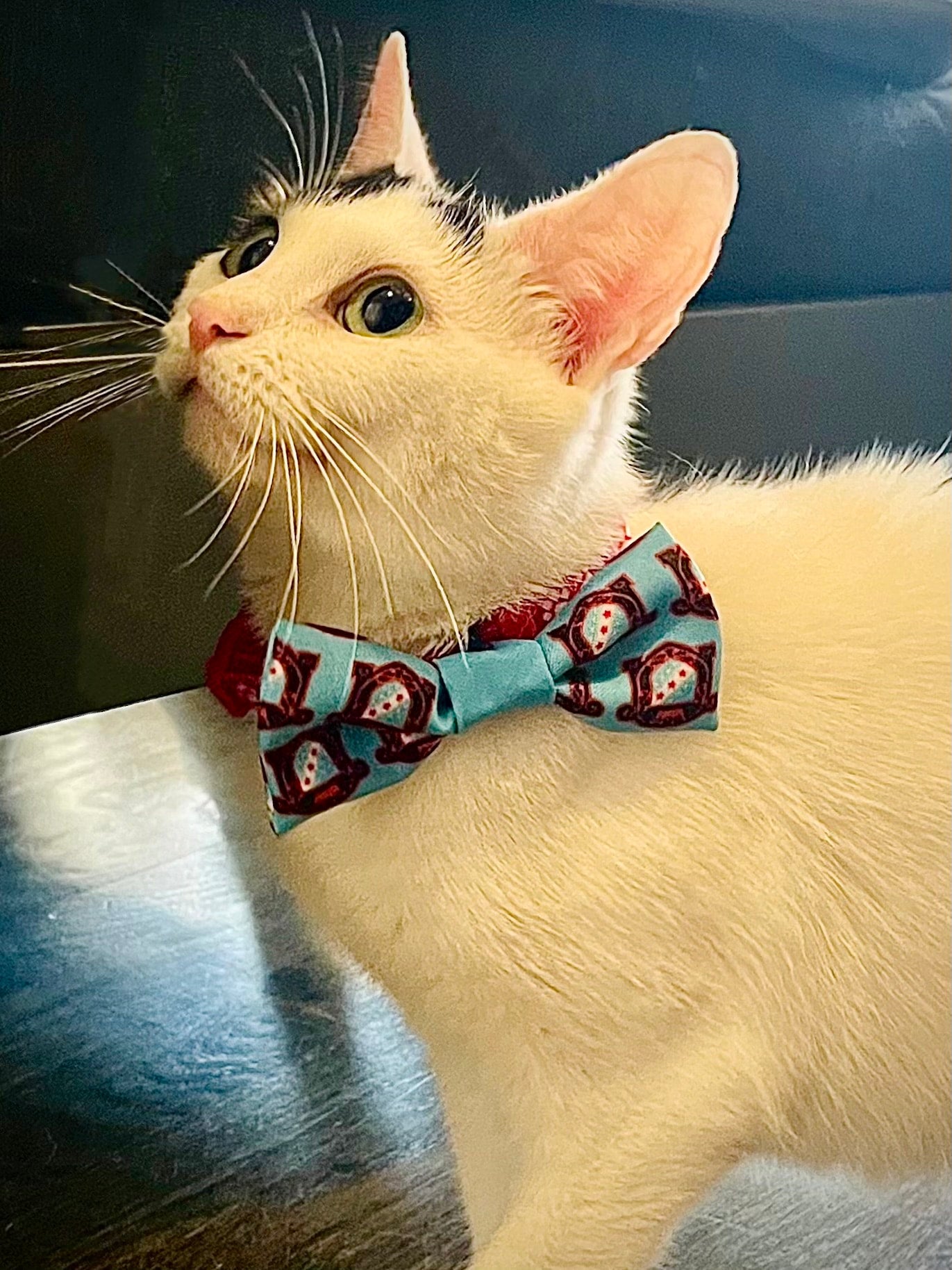 Paw-ty Bow Tie