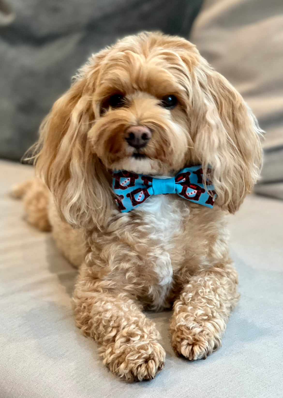 Paw-ty Bow Tie