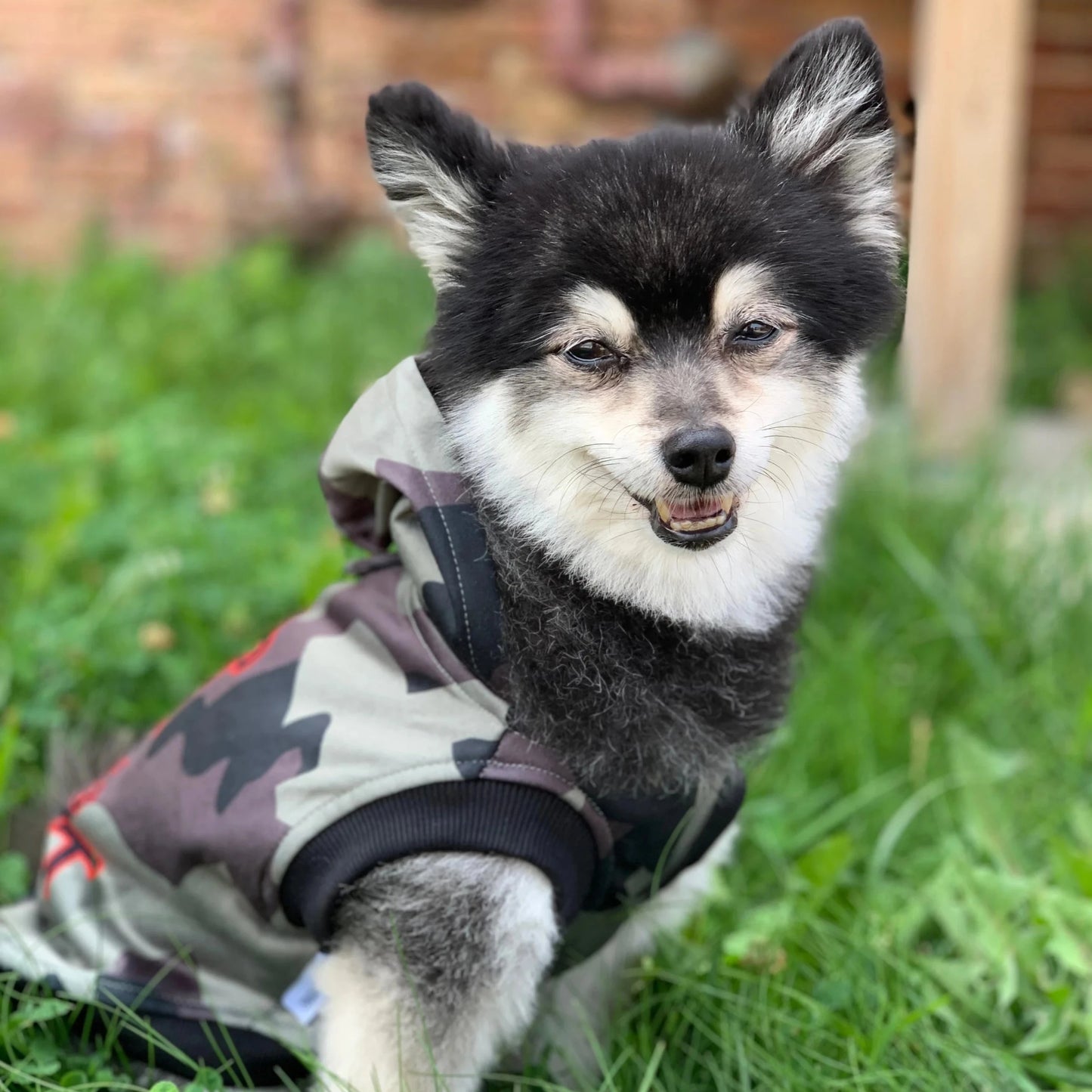 Husky dog sweatshirt hot sale